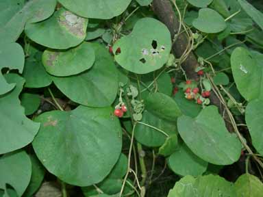 Cissampelos pareira